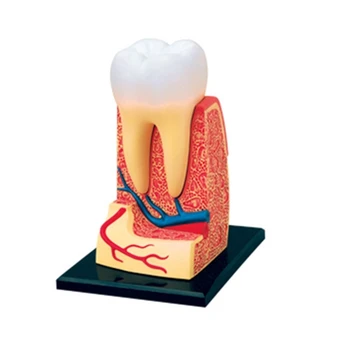 Модель анатомии зубов Стоматологическая демонстрационная модель для практики студентов-стоматологов Дропшиппинг